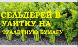 Рассада сельдерея в улитку на туалетную бумагу  Всхожесть отличная