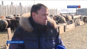 Гранты на развитие животноводства