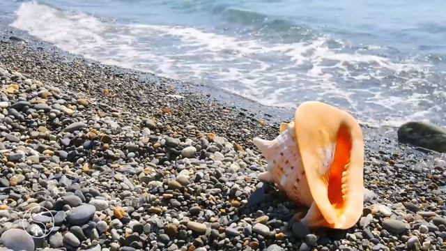 ? Шум Моря и Звуки Моря, Морской Бриз | Звуки Природы и Красивое Море, Ракушка на Морском Берегу