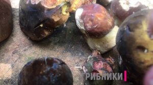 Белые и Глухие грибы. Наш первый удачный сбор