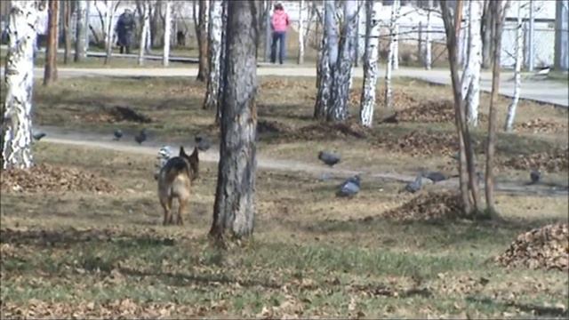 Ветта.Охота за птичками-2.wmv смотреть онлайн