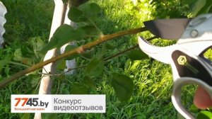 Секатор контактный ЦЕНТРОИНСТРУМЕНТ Титановый Видеоотзыв (обзор) Максима