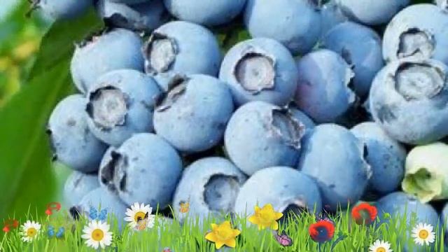 Голубика высокорослая Река ? Обзор: посадка и уход. крупномеры голубики Река: описание и особенност смотреть онлайн