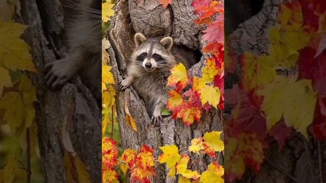 Фотки енотов смотреть онлайн