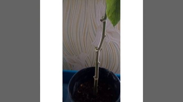 О развилке, "липовой" обрезке и листопаде у бругмансий. смотреть онлайн