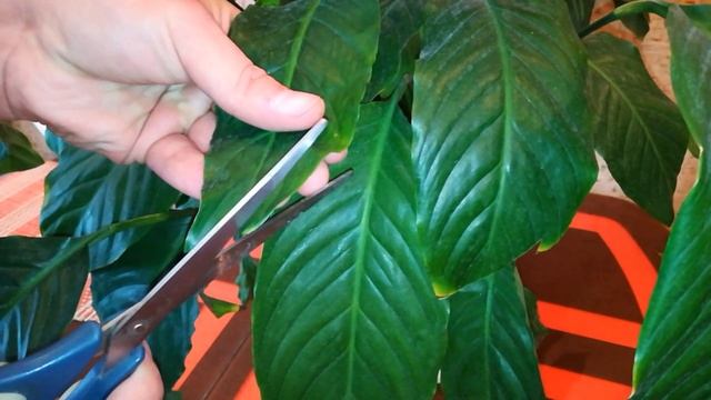 Спатифиллум(женское счастье). Обрезка листьев.Уход за растением/ Spathiphyllum смотреть онлайн