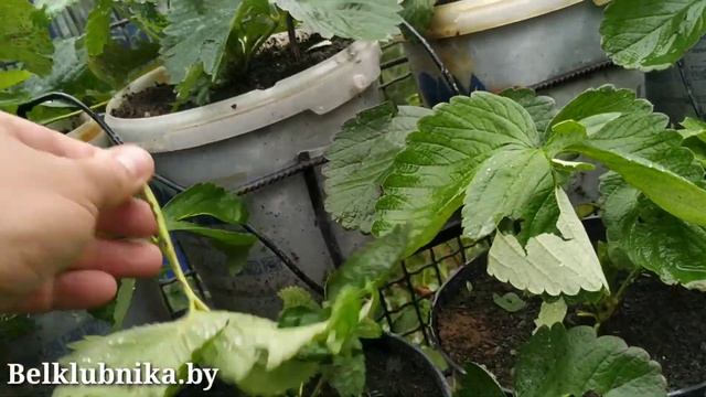 Град. Последствия для клубники. Belklubnika.by смотреть онлайн