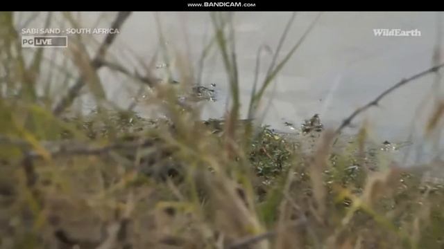 WildEarth - Sunset Safari, NILE MONITOR - 30 Jan 2023 смотреть онлайн