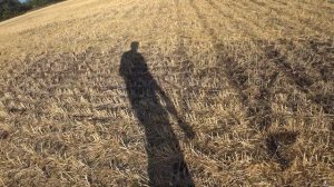 Всходы озимого рапса в засуху по No-Till. Состояние критическое, но надежду не теряем.