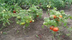 КАКИЕ ТОМАТЫ НАЧАЛИ СПЕТЬ ПЕРВЫМИ В ОТКРЫТОМ ГРУНТЕ СИБИРИ  9 ИЮЛЯ