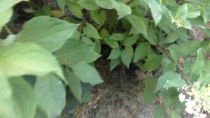 Летняя обрезка! Сделайте это и получите огромные соцветия и пышное цветение гортензии метельчатой.