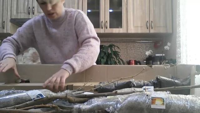 Отзыв Агромаркет (відгук)Смородина черная "Тайна Джони" Яблоня "Белый налив"