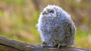 Дикие выходные с Павлом Глазковым