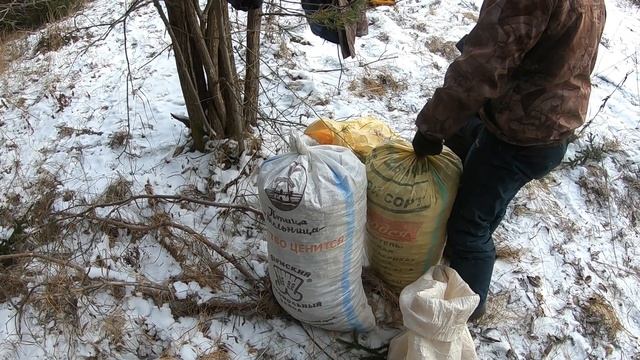 Сбор еловой шишки смотреть онлайн