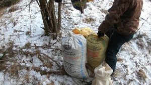 Сбор еловой шишки