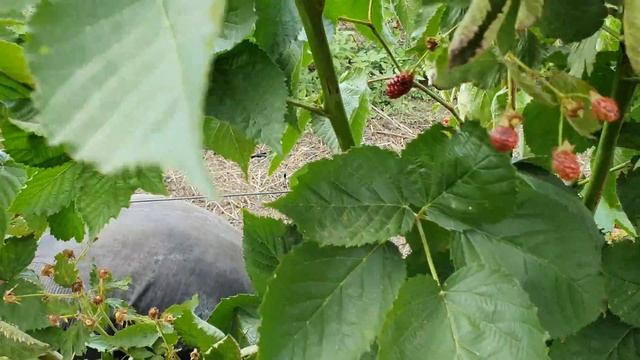 ЕЖЕВИКА БЖЕЗИНА. НЕОЖИДАННЫЙ ВКУС ЯГОДЫ!!! смотреть онлайн