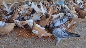 Голуби Птичий рынок г Беслан (Маленький)