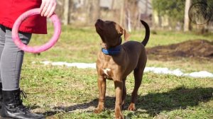 Щенок питбуля 4 месяца и 24 дня (Daenerys Stormborn Sparta'S)