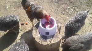 Эксперимент №6 Свекла для кур доминантов - реакция...