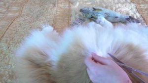 СТРИГУ КОТА ВАСЮ, ЧИЩУ ЕМУ ЗУБЫ / КОТ ПОЦАРАПАЛ И ПОКУСАЛ / Alisa Easy Pets