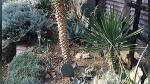 Garden in zone 7 with hardy palms, Yuccas, Agaves etc.