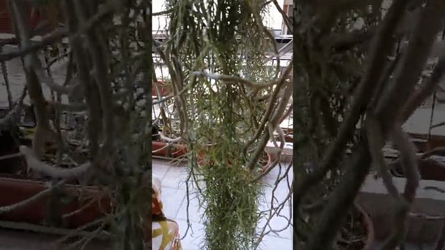 Тиландсия или Испанский мох.Уход. смотреть онлайн