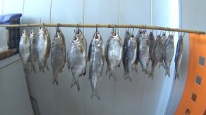 ЗАСОЛКА СЕЛЬДИ и Белой Рыбы. Выпуск №503