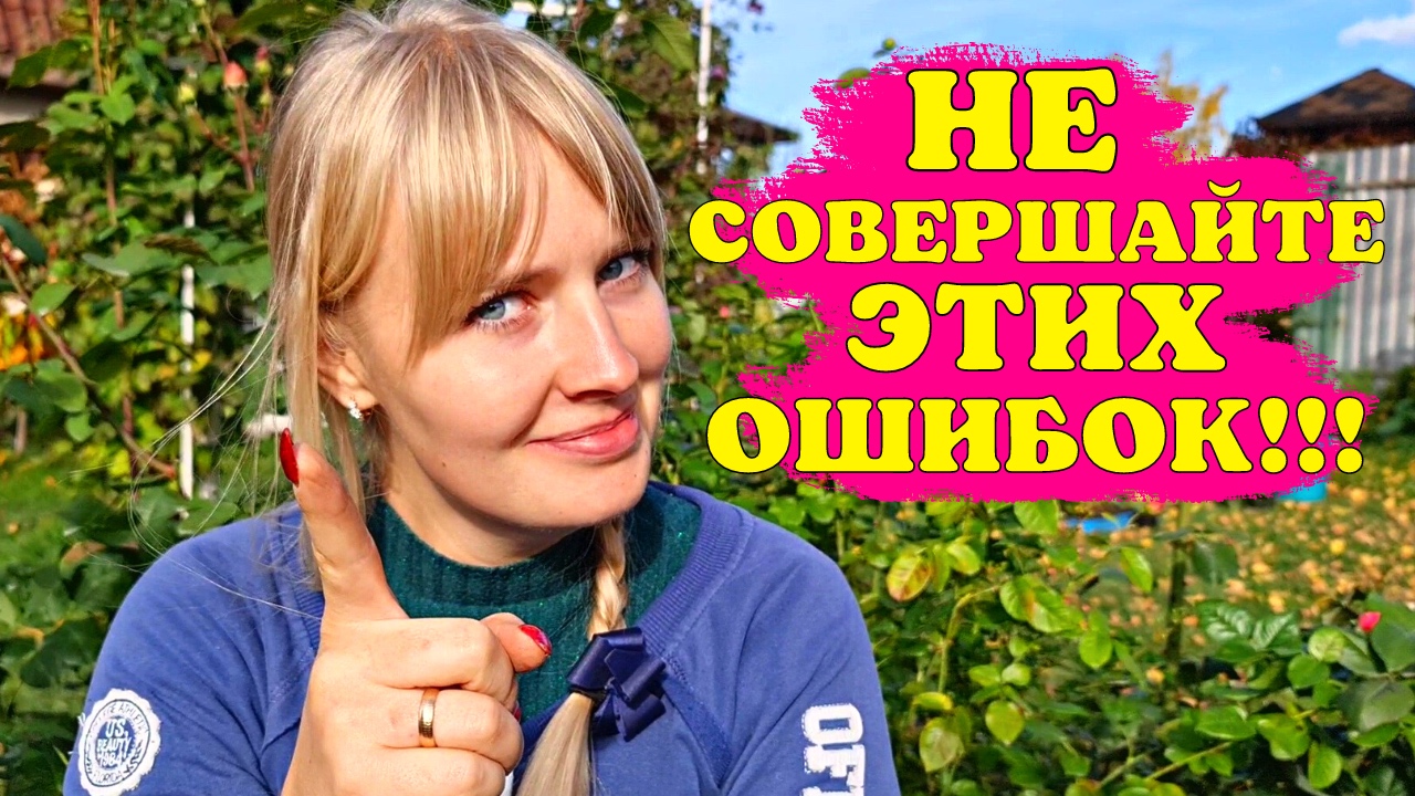 Почему нельзя окучивать розы перед укрытием. Грубейшие ошибки при подготовке роз к зиме