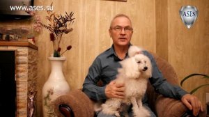 Если ребёнок боится собак.