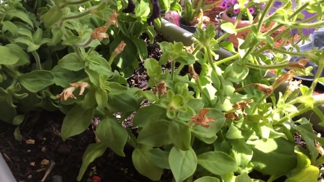 как собрать семена с Петунии смотреть онлайн