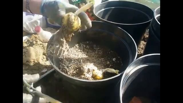 Лилии восточки, посадка в горшки.ВПЛ. смотреть онлайн