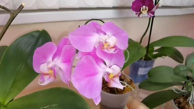 Орхидеи ОМОЛОЖЕННЫЕ Верхушки УКОРЕНИЛИСЬ / Орхидеи в Триферне / Орхидея Зимняя вишня ВЫЖИЛА. смотреть онлайн