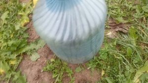 Зимовка гортензии