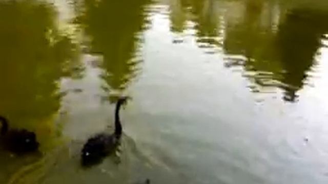 Черные лебеди (black swans) смотреть онлайн