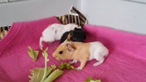 ? Морские свинки. Малышам всего 1 день отроду!