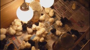 Инкубация куриных яиц вывод цыплята в брудере