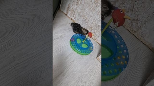 Микки - сам себе режиссёр. всегда найдёт чем заняться и не скучать смотреть онлайн