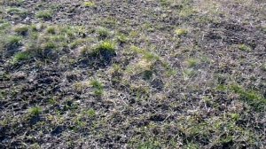 АСЕ 250 с NEL торнадо.испытание,копаем по выбитым мистам!зачет!!!