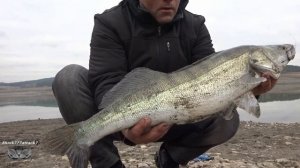 Судак-Ловля гигантских судаков.На живца.