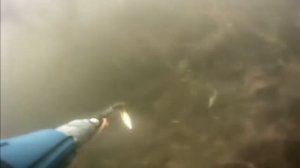Подводная ловля карпа. Подводная охота на карпа