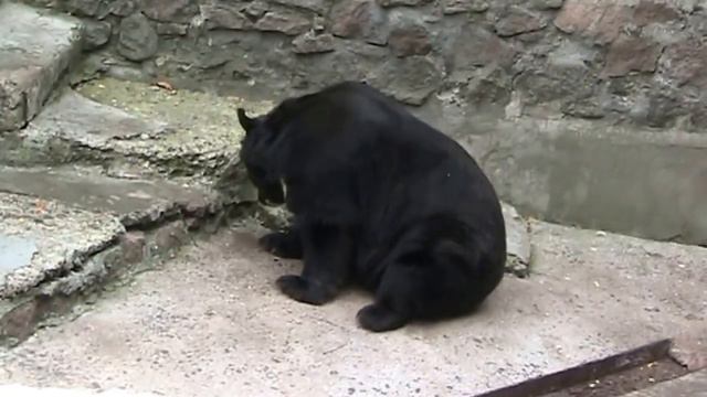 Николаевский зоопарк Медведи Свиньи смотреть онлайн