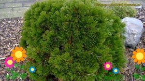 Сосна гельдрейха Шмидти. Краткий обзор, описание характеристик pinus heldreichii Schmidtii