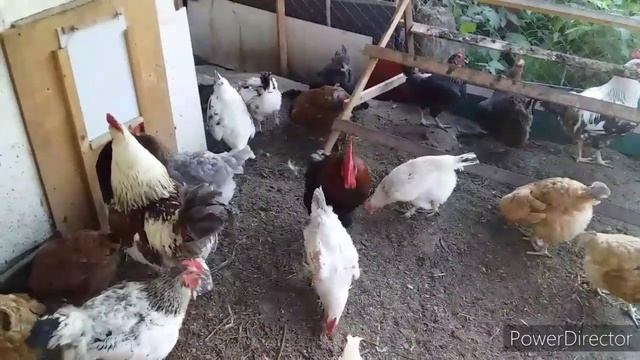 Яйценоскость Кур Зависит от Самих Кур//Каких Кур Лучше Держать в Хозяйстве? Кросс или Порода?
