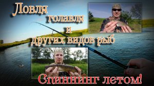 Ловля голавля и других видов рыб. Первый тест спиннинга Nautilus Furyosa 762L