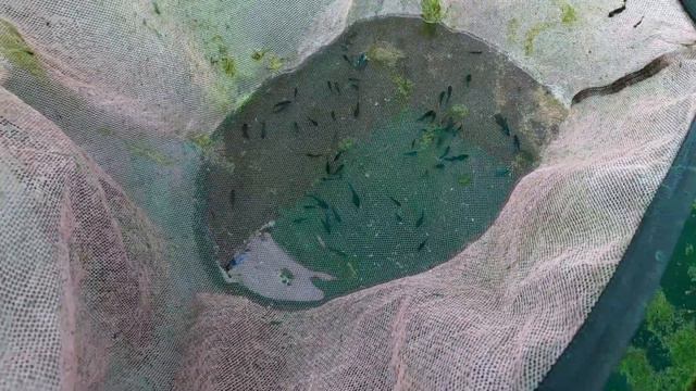 Kolathur Fighter Fish Farm | Betta Fish Farm