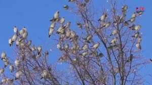 Популярная орнитология: свиристель