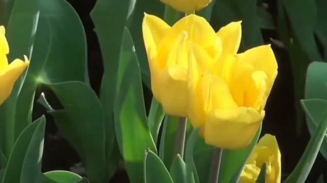 Пусть Будет Праздник!!! #Песня смотреть онлайн