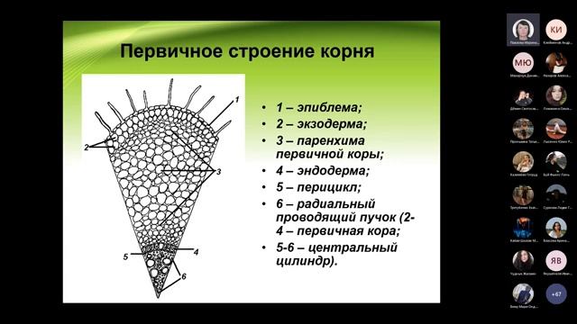 Анатомия корней | Ботаника | Лекция 4