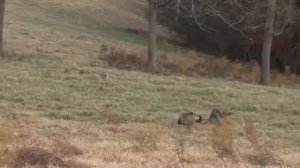 Дневная охота на койотов / day coyote hunt