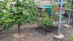 Хорошо поздней осенью посмотреть видео о цветении винограда